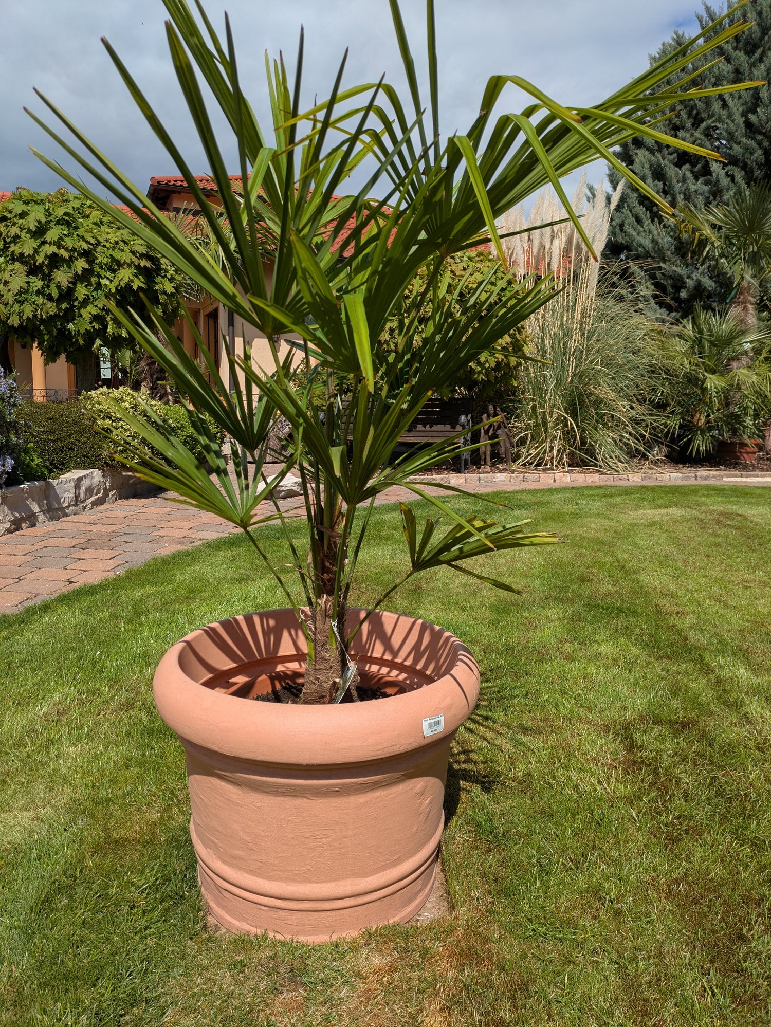 Hanfpalme 130cm höhe im Toskanagarten 