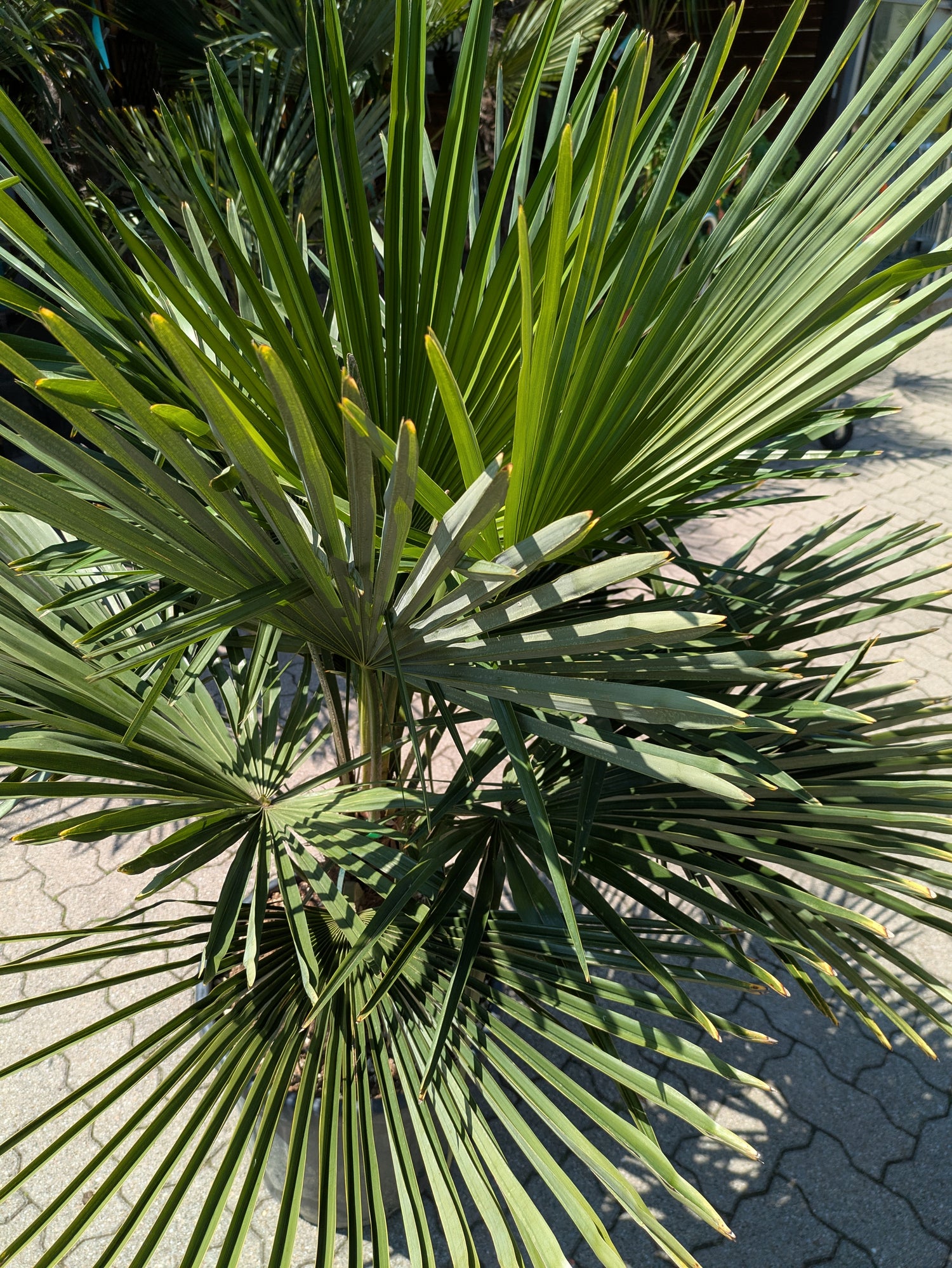 Krone von der Hanpalme Tessin im Toskanagarten