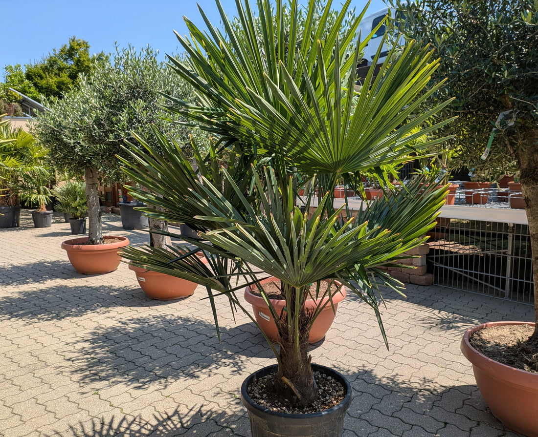 Hanpalme Tessin im Toskanagarten Lingenfeld