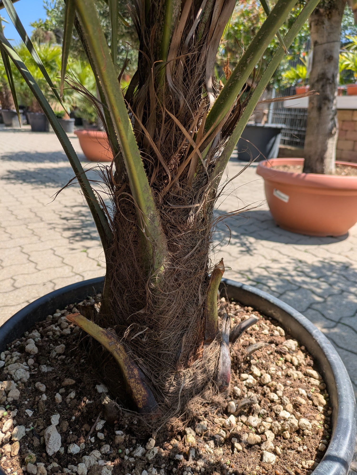 Stamm von der Hanpalme Tessin im Toskanagarten