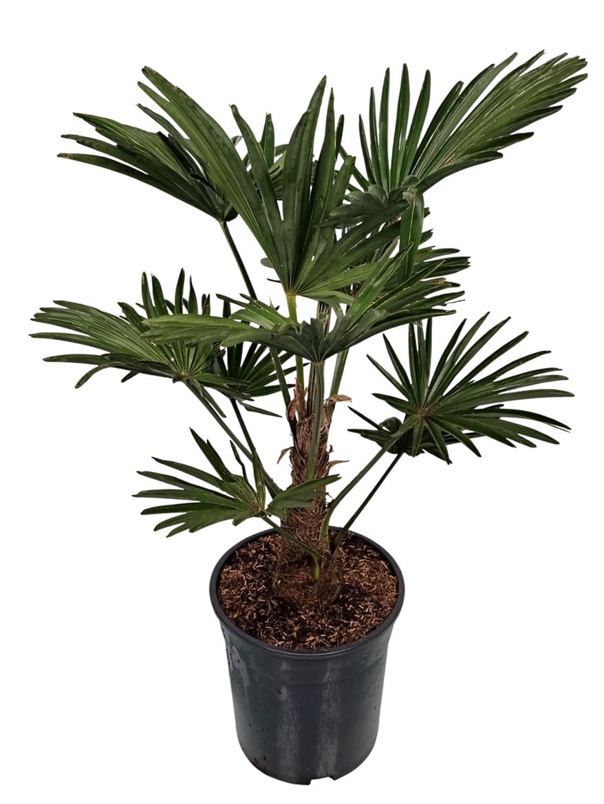 Hanfpalme wagnerianus, Trachycarpus 70cm