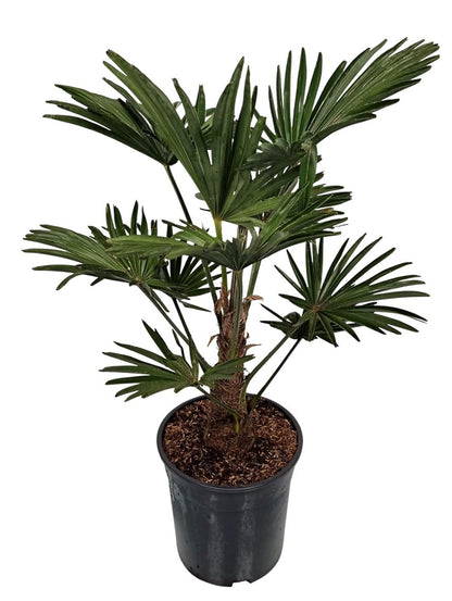 Hanfpalme wagnerianus, Trachycarpus 70cm