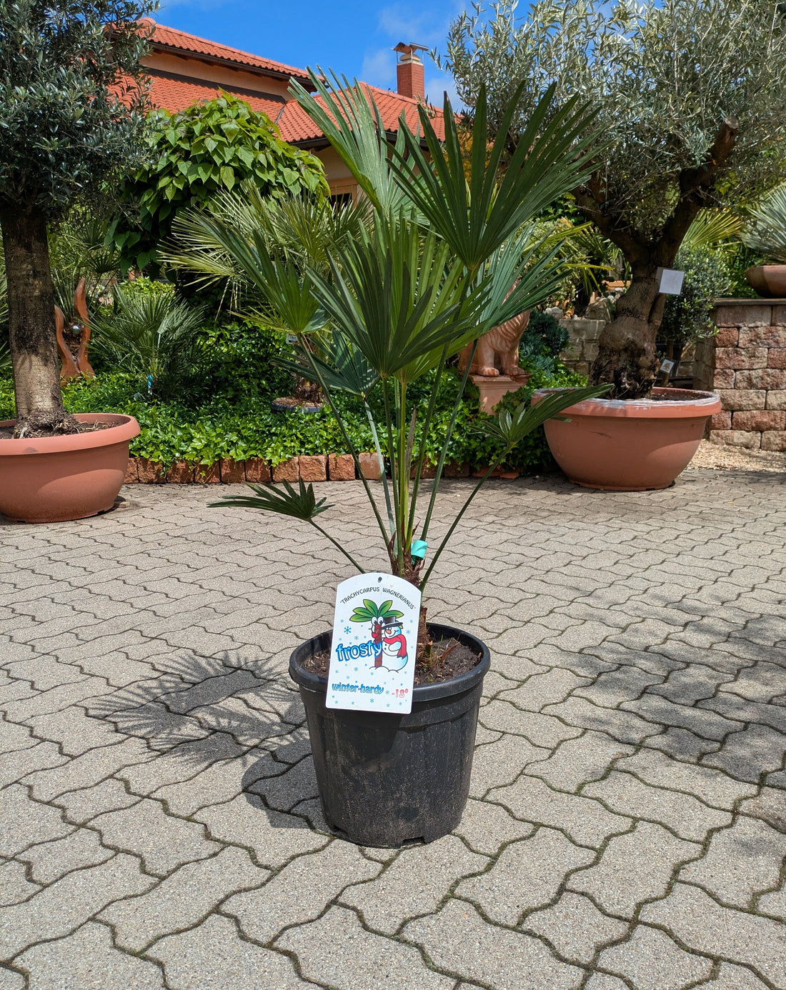 Trachycarpus wagnerianus 120cm im Toskanagarten