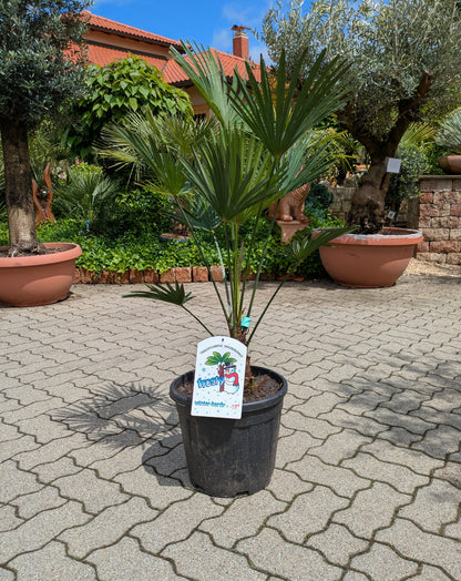 Trachycarpus wagnerianus 120cm im Toskanagarten