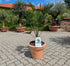 Trachycarpus wagnerianus 120cm