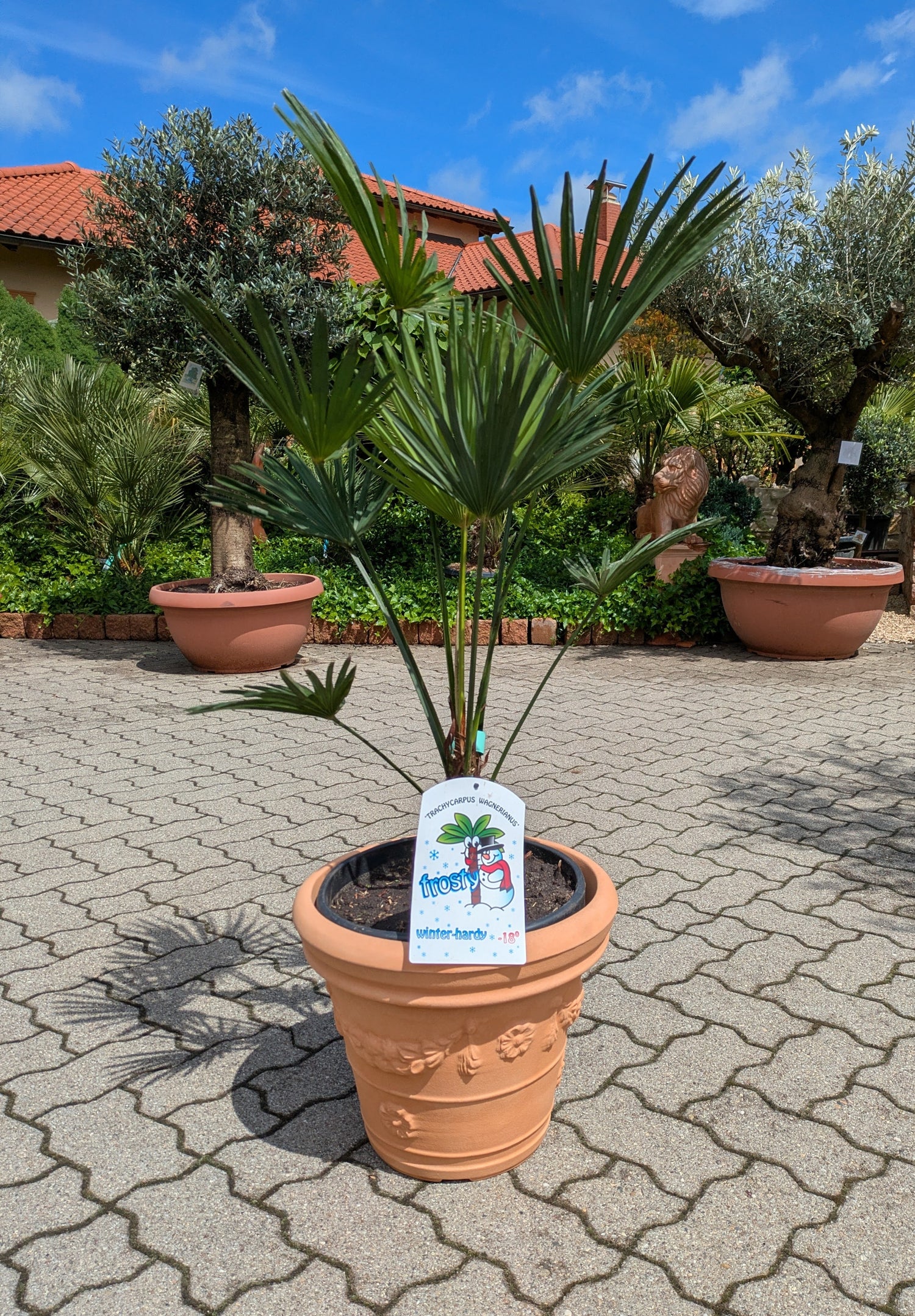 Trachycarpus wagnerianus 120cm im Toskanagarten Lingenfeld