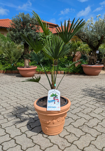 Trachycarpus wagnerianus 120cm im Toskanagarten Lingenfeld