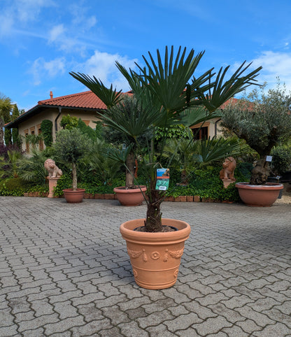 Trachycarpus wagnerianus 160cm im Toskanagarten Lingenfeld