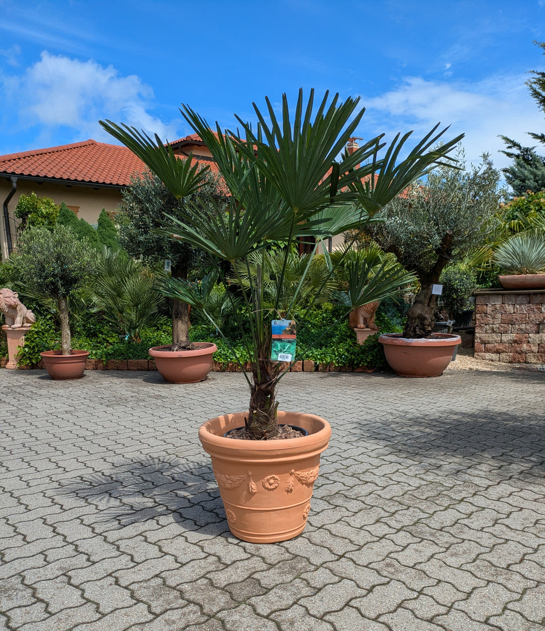 Trachycarpus wagnerianus 160cm im Schaugarten Lingenfeld