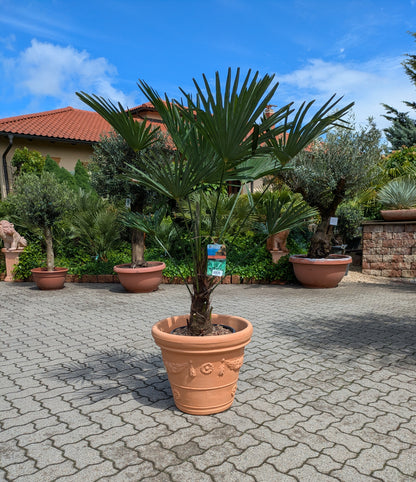 Trachycarpus wagnerianus 160cm im Schaugarten Lingenfeld