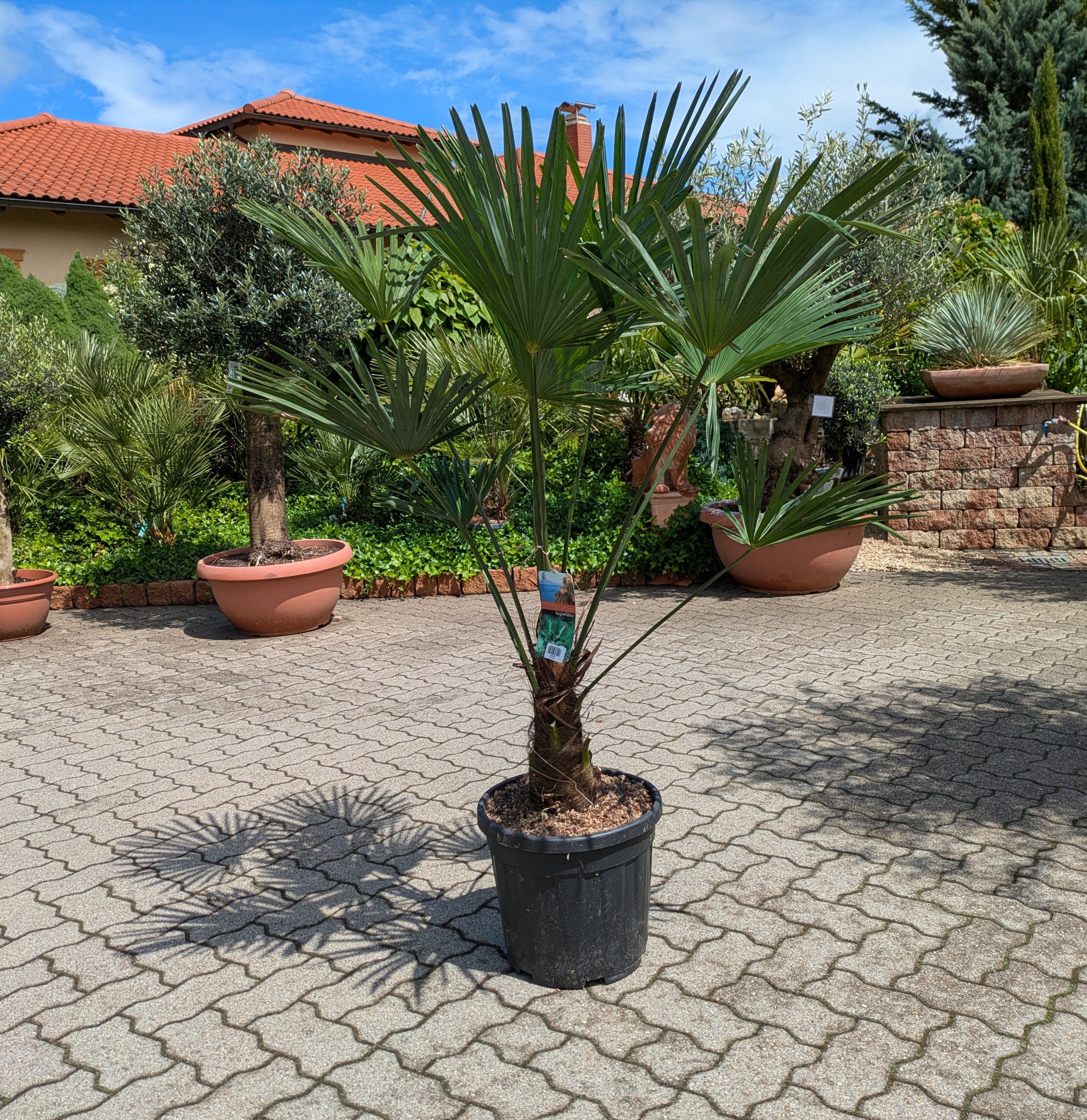 Trachycarpus wagnerianus 160cm im Toskanagarten