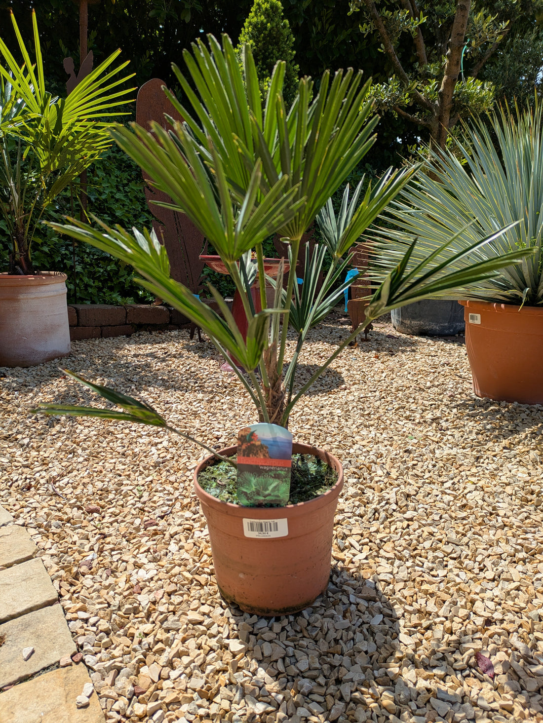 Trachycarpus wagnerianus 55cm im Schaugarten Lingenfeld