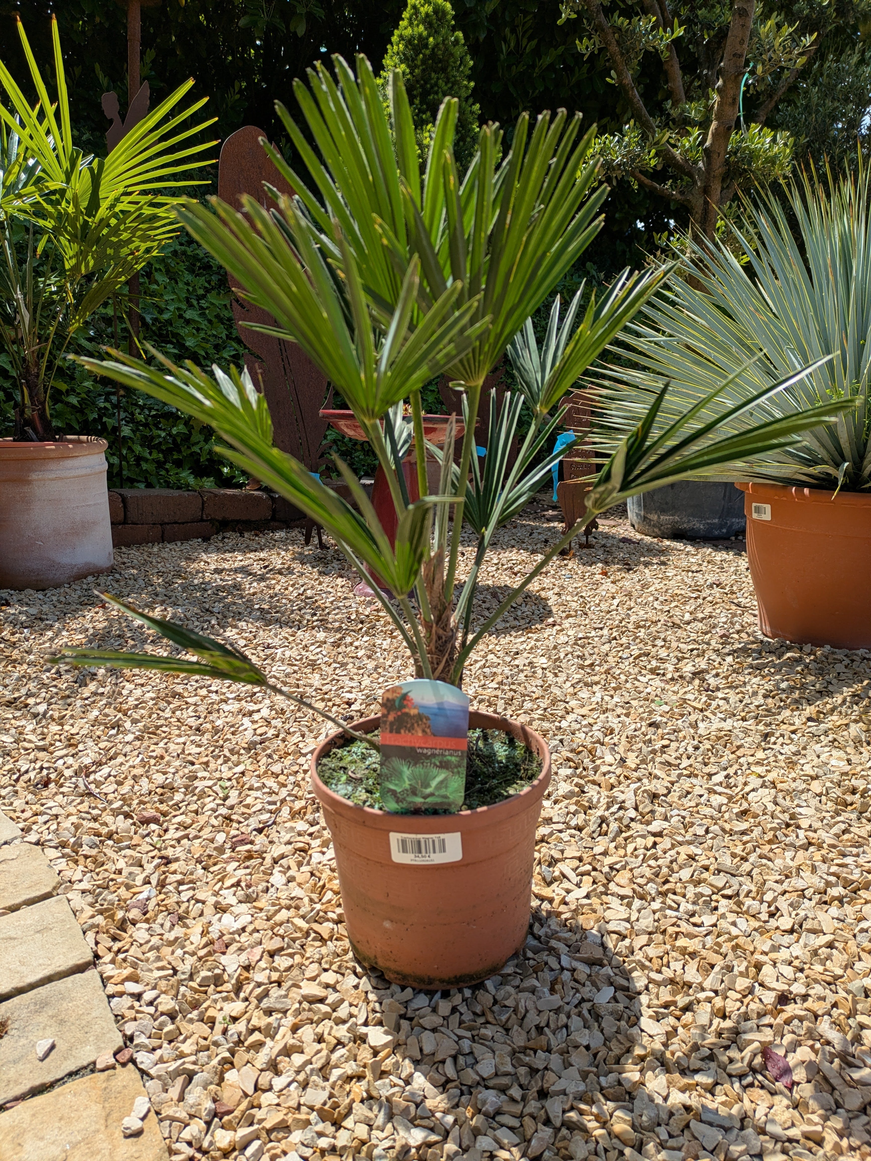 Trachycarpus wagnerianus 55cm im Schaugarten Lingenfeld