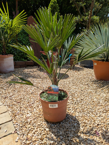 Trachycarpus wagnerianus 55cm im Schaugarten Lingenfeld
