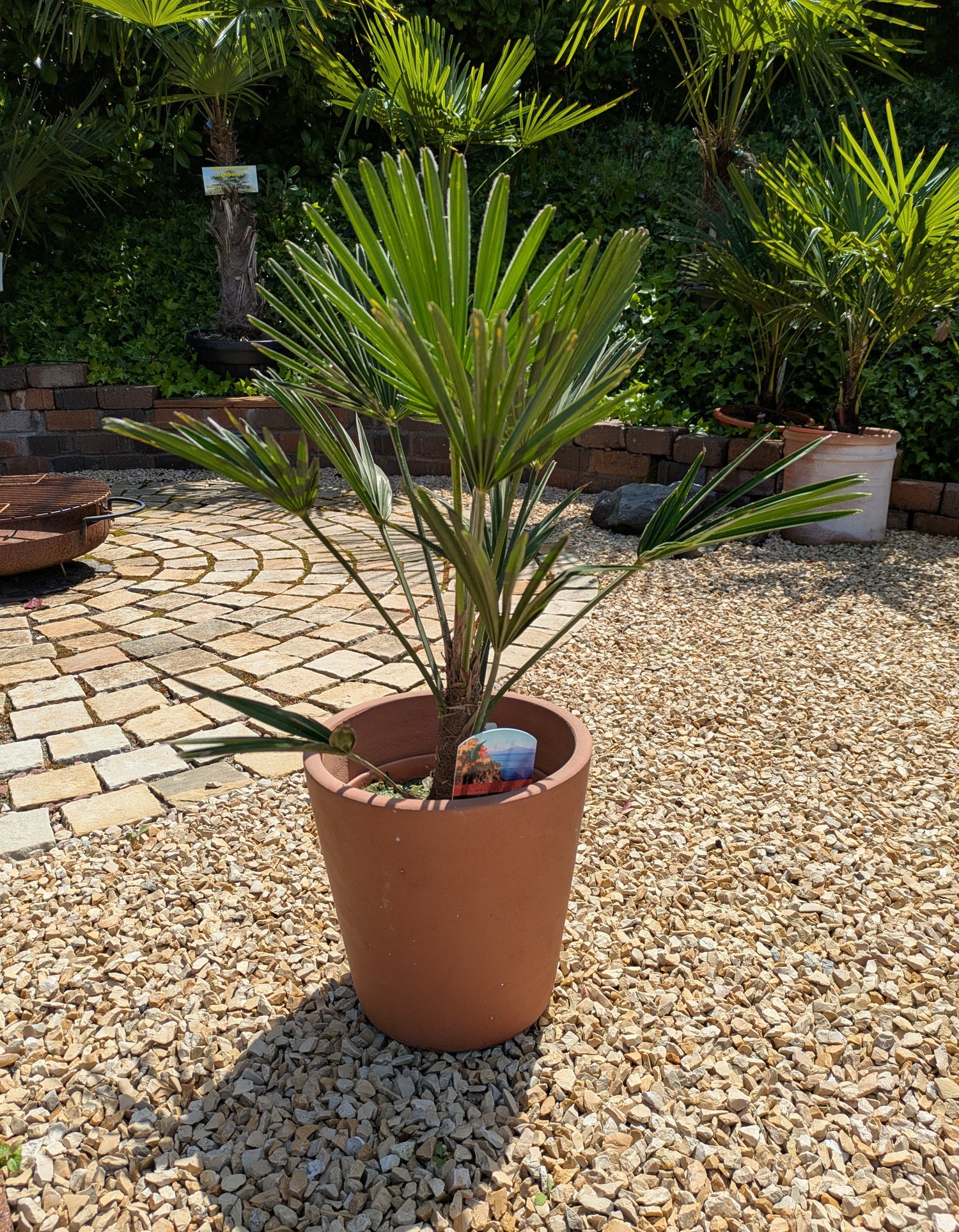 Trachycarpus wagnerianus 55cm
