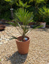 Trachycarpus wagnerianus 55cm