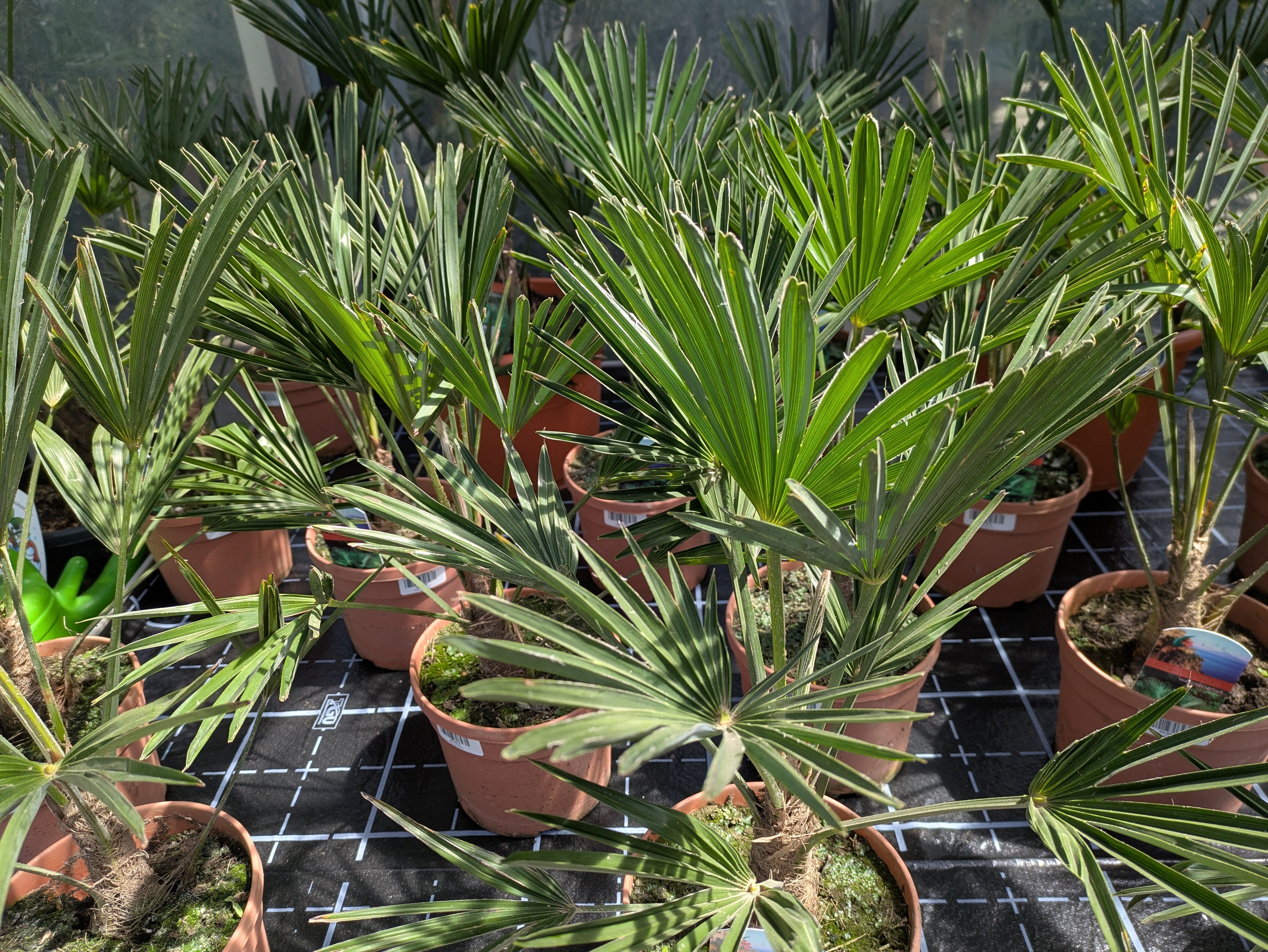 Trachycarpus wagnerianus 55cm im Gewächshaus