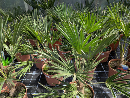 Trachycarpus wagnerianus 55cm im Gewächshaus