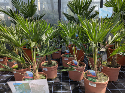 Trachycarpus wagnerianus 55cm in der Gärtnerei Scherer Lingenfeld