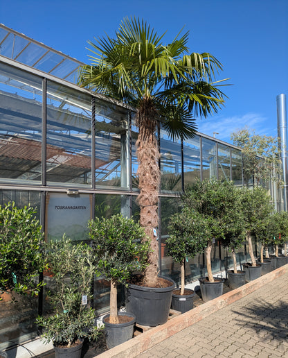 Hanfpalme 500cm hoch im Toskanagarten/ Pfalz