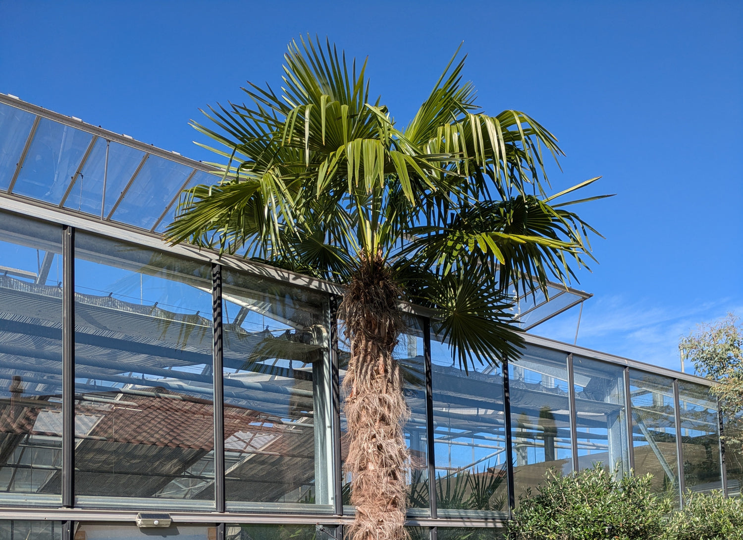 Krone der Hanfpalme 500cm hoch im Toskanagarten