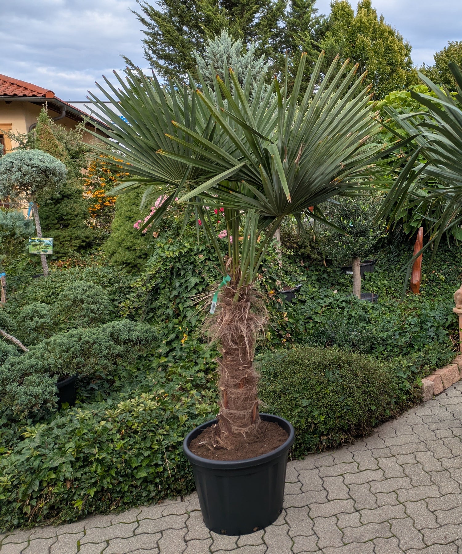 Hanfpalme 200cm mit 85 cm Stamm