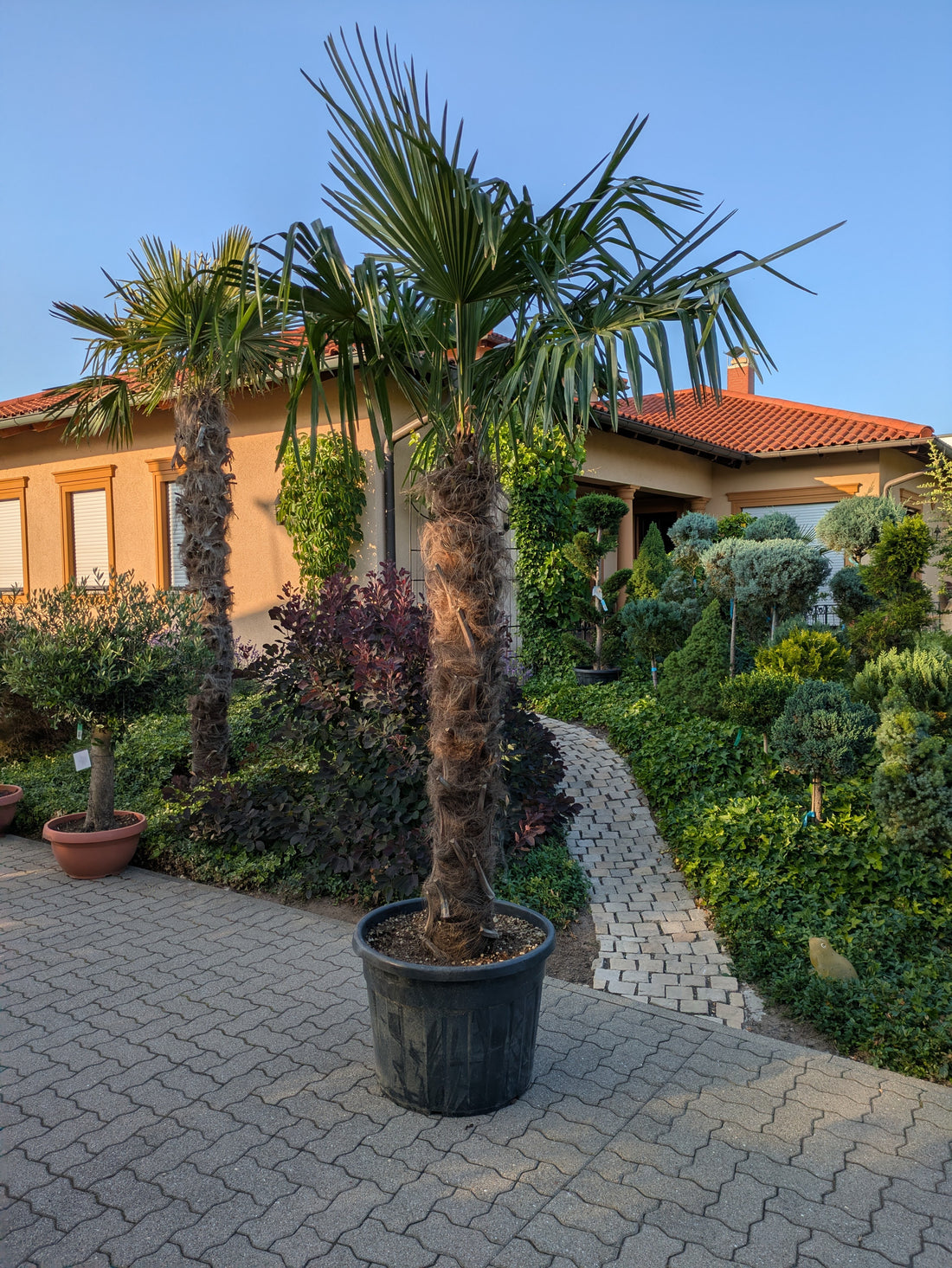 Palme di canapa im Toskanagarten Pfalz