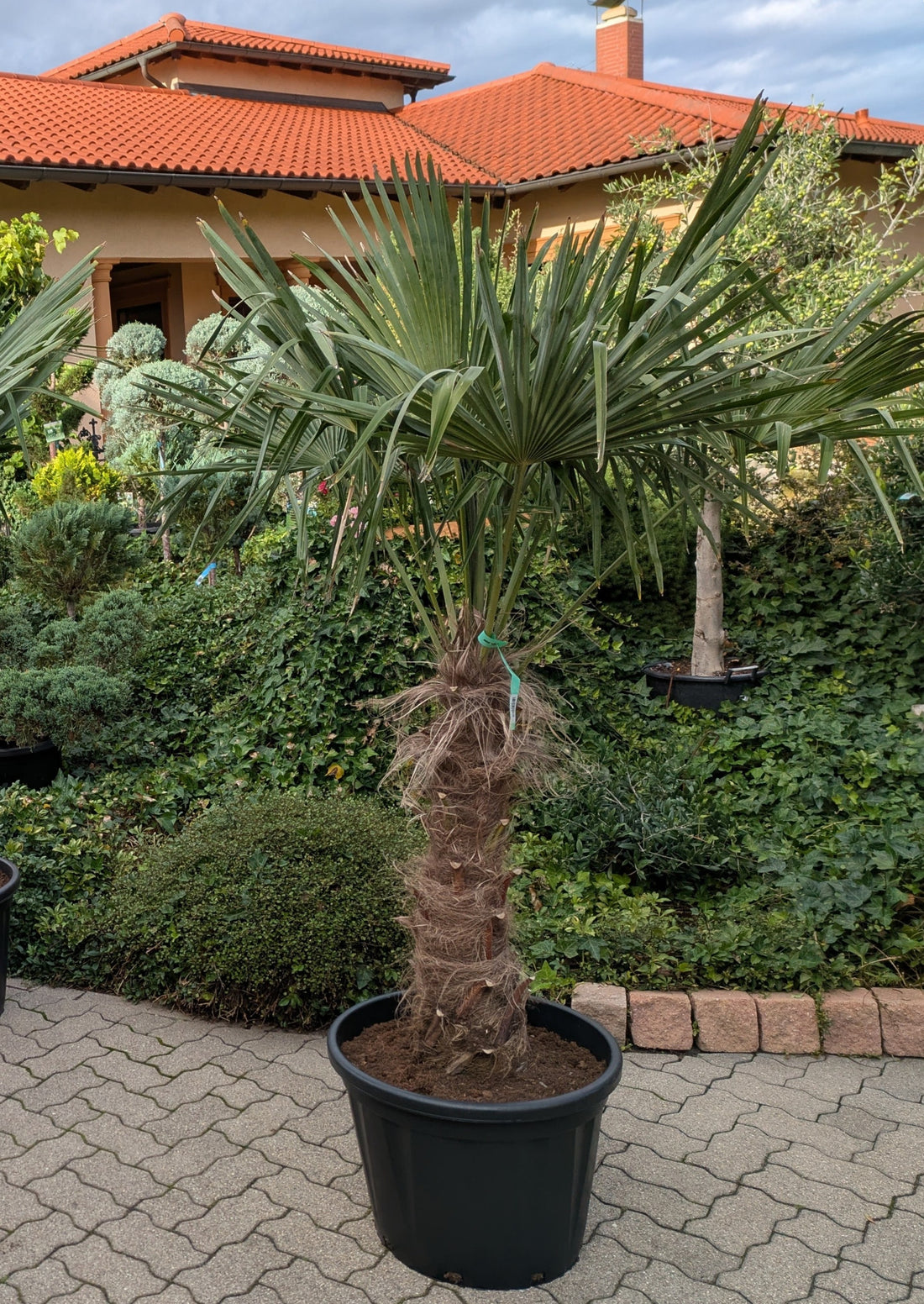 Hanfpalme 200cm mit 85 cm Stamm im Toskanagarten