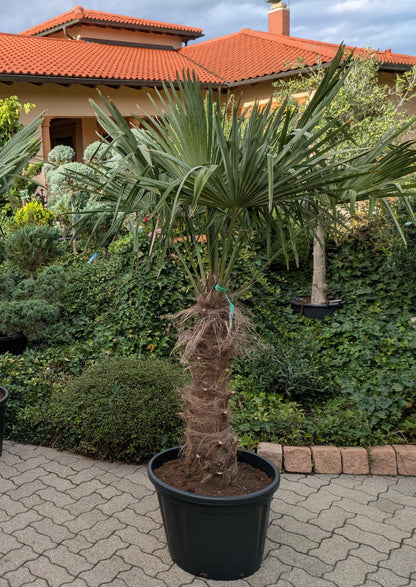 Hanfpalme 200cm mit 85 cm Stamm im Toskanagarten