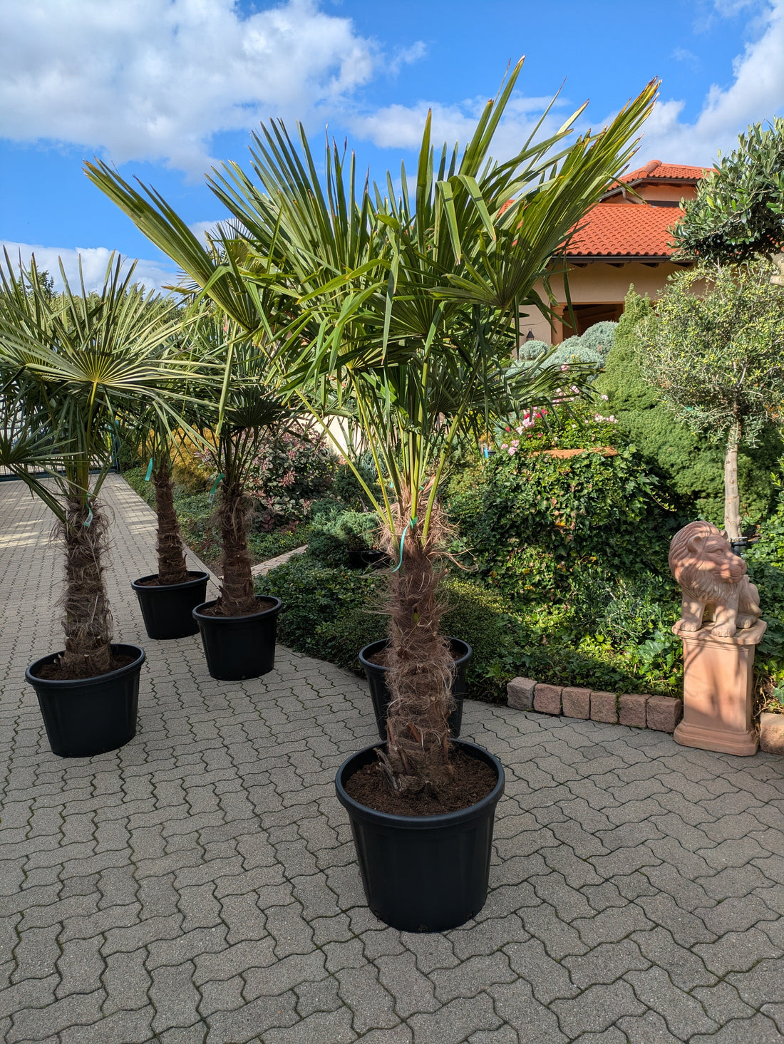 Hanfpalme 240cm