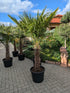 Hanfpalme 240cm