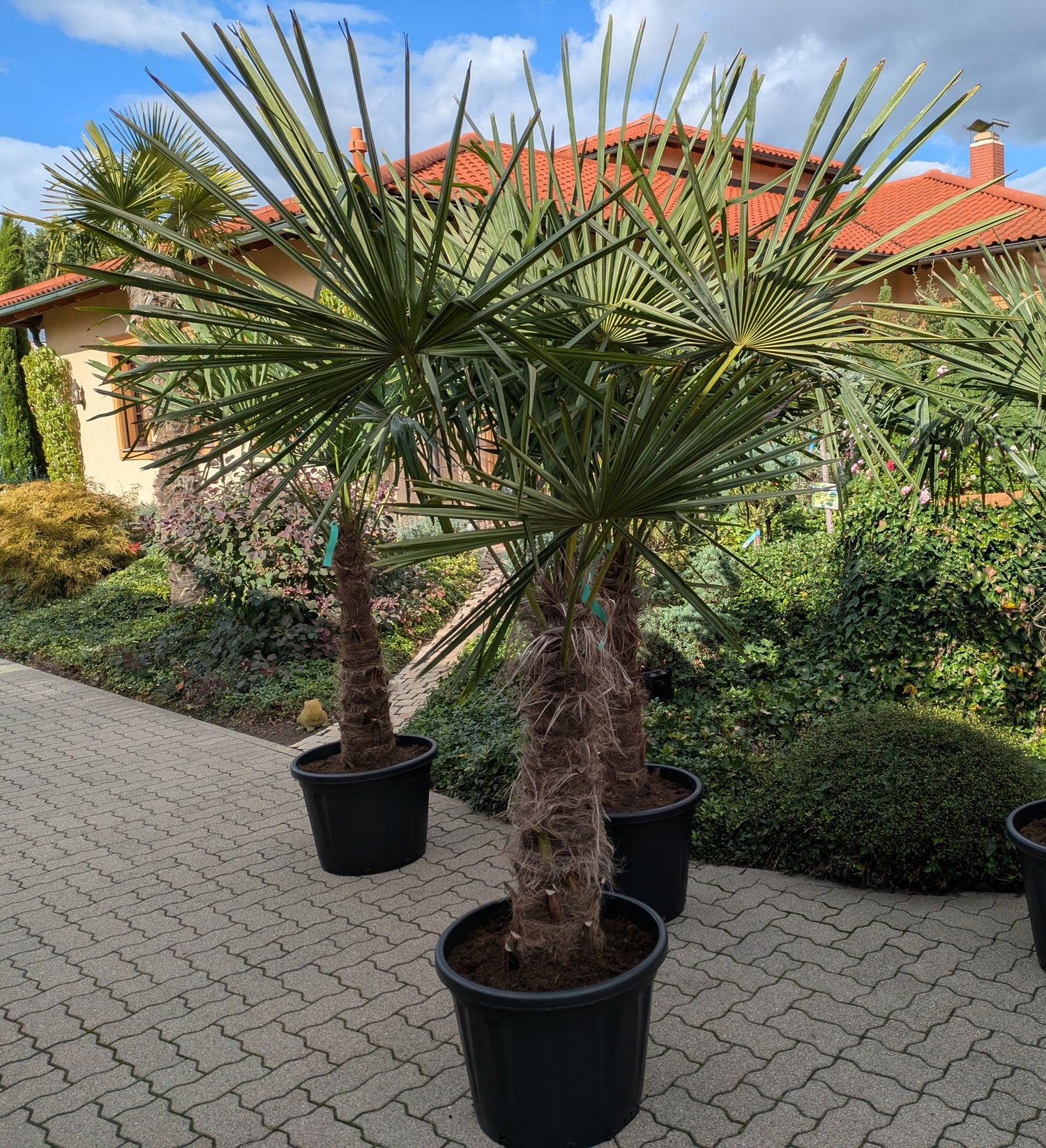 Hanfpalme 240cm im Toskanagarten