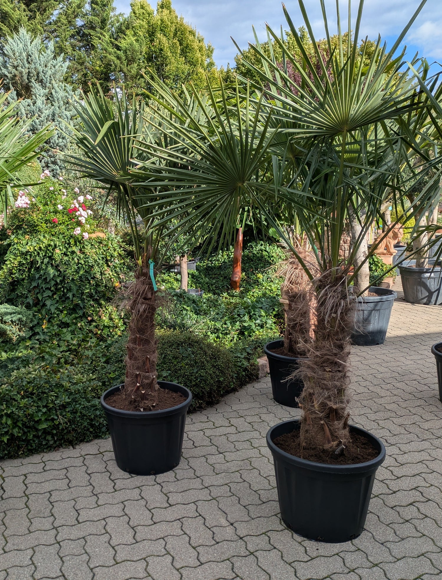 Hanfpalme 240cm im Toskanagarten Lingenfeld