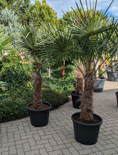 Hanfpalme 240cm im Toskanagarten Lingenfeld