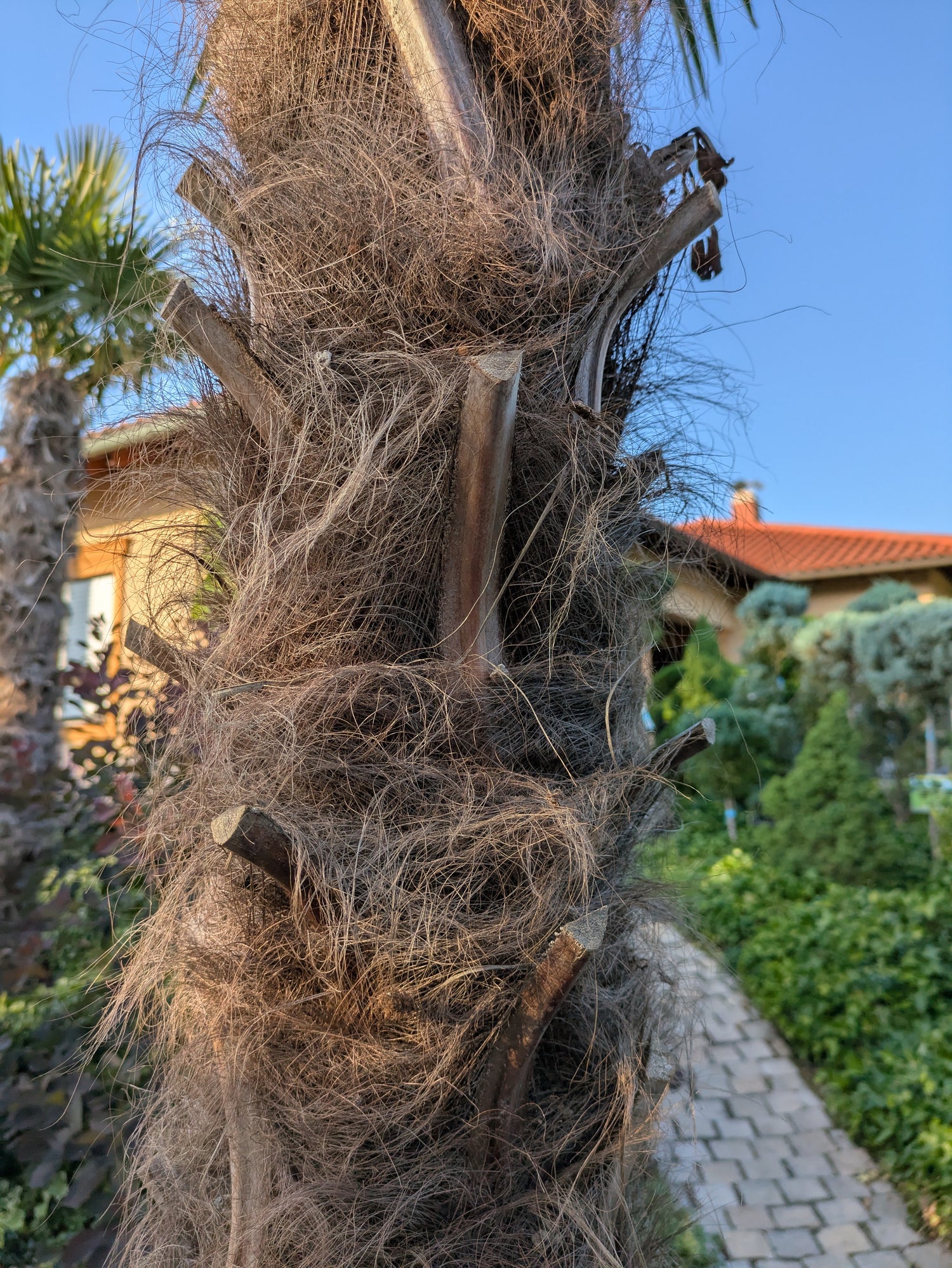 Stamm der Palme di canapa im Toskanagarten Ligenfeld