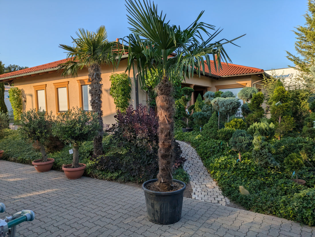 Palme di canapa im Toskanagarten Ligenfeld