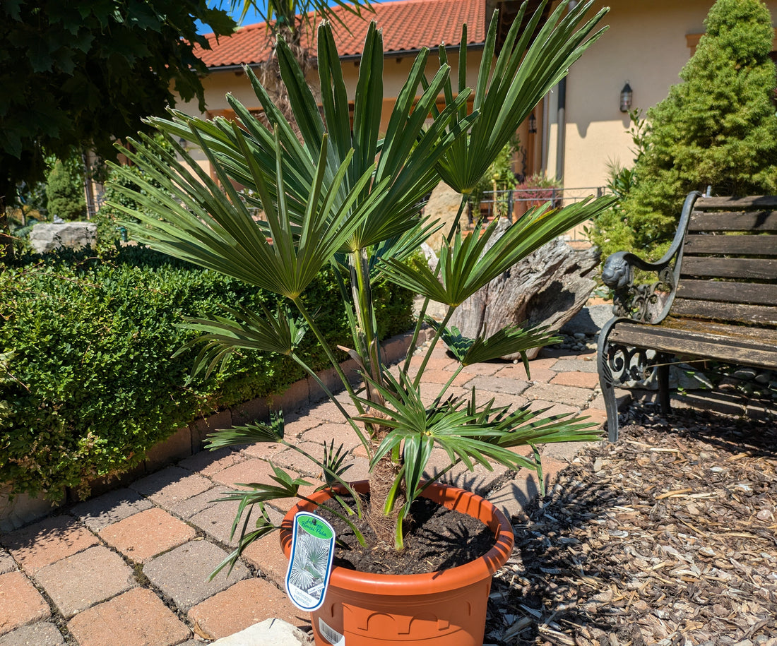 Wagners Hanfpalme 100cm im Toskanagarten