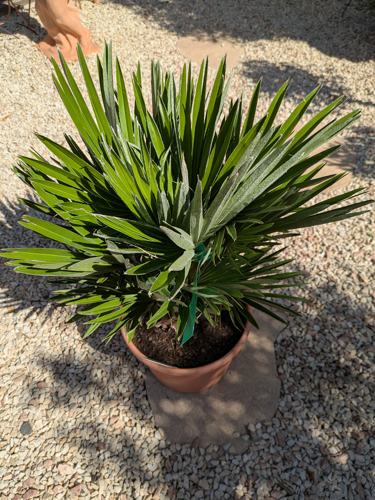 Chamaerops vulcano italy von oben