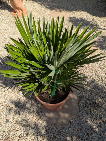Chamaerops vulcano italy von oben
