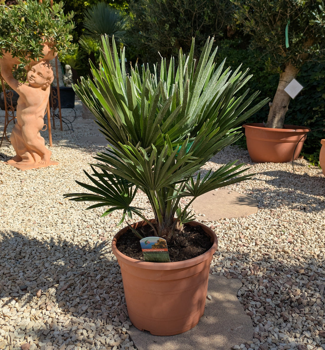 Chamaerops vulcano italy