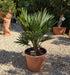 Chamaerops vulcano italy