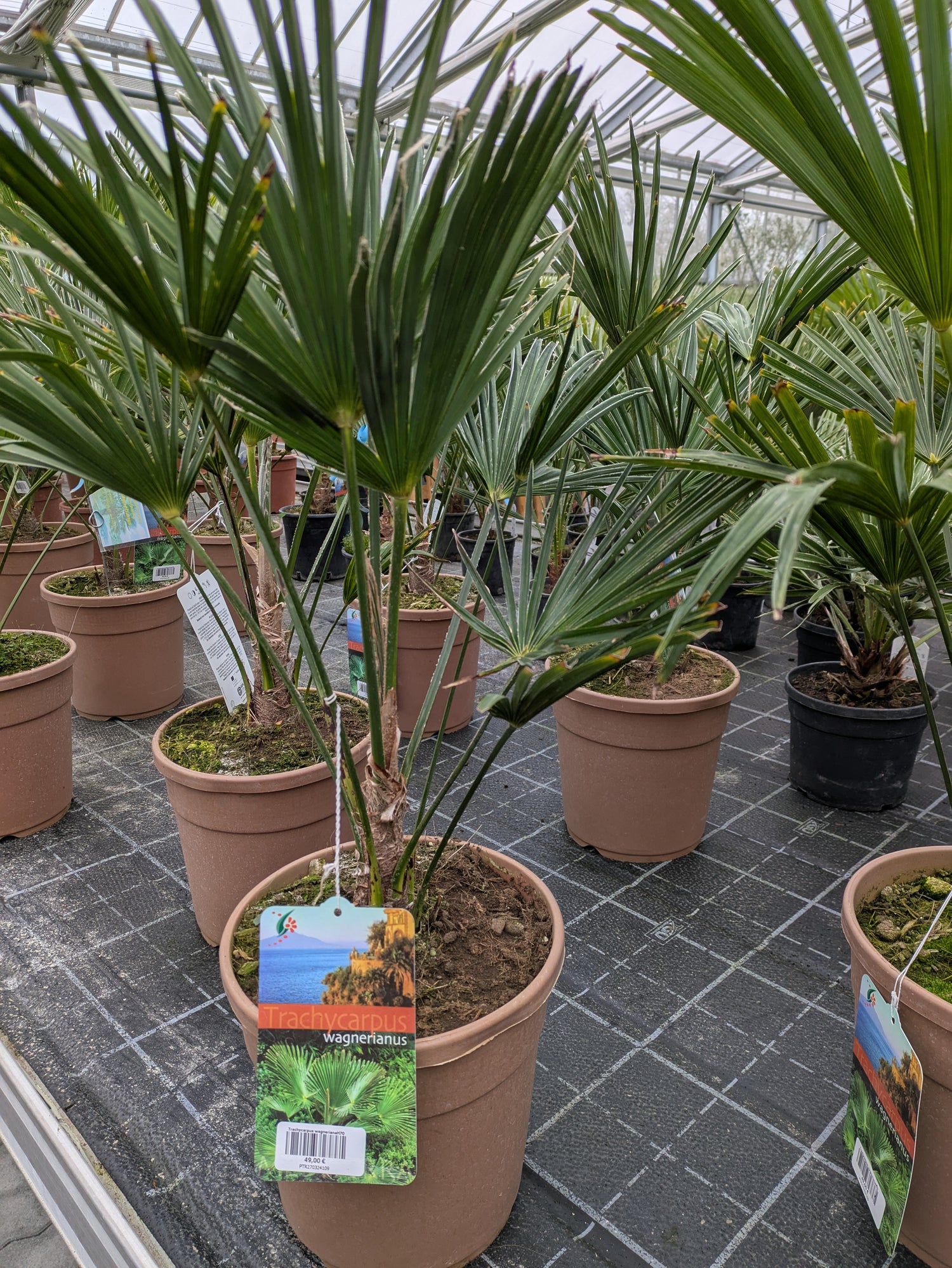 Hanfpalme wagnerianus, Trachycarpus 70cm