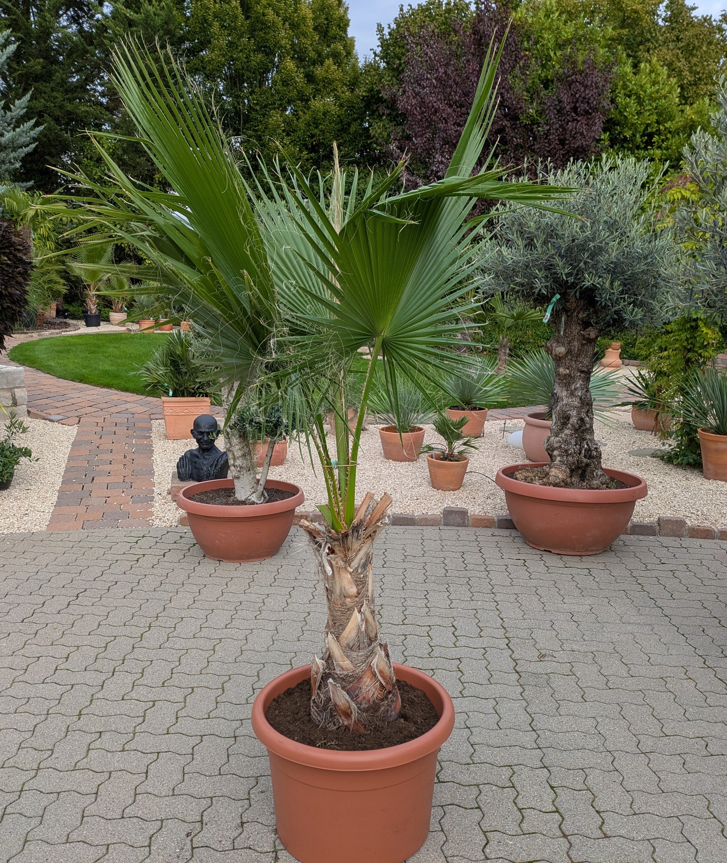 Washingtonia 220cm höhe im Toskanagarten