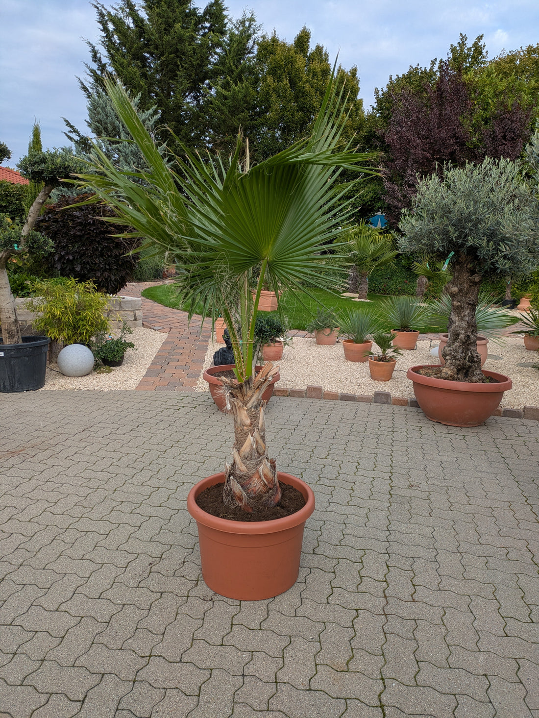 Washingtonia robusta XXL 220cm