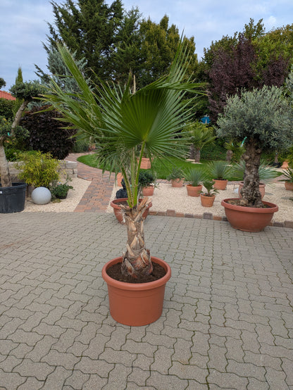 Washingtonia robusta XXL 220cm