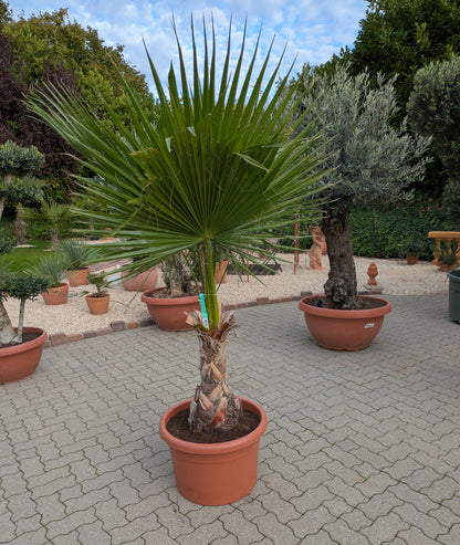 Washingtonia 220cm höhe im Toskanagarten/ Lingenfeld