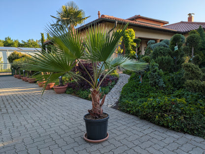 Pettycoatpalme Washingtonia 180cm Höhe