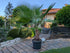 Pettycoatpalme Washingtonia 180cm Höhe im Toskanagarten