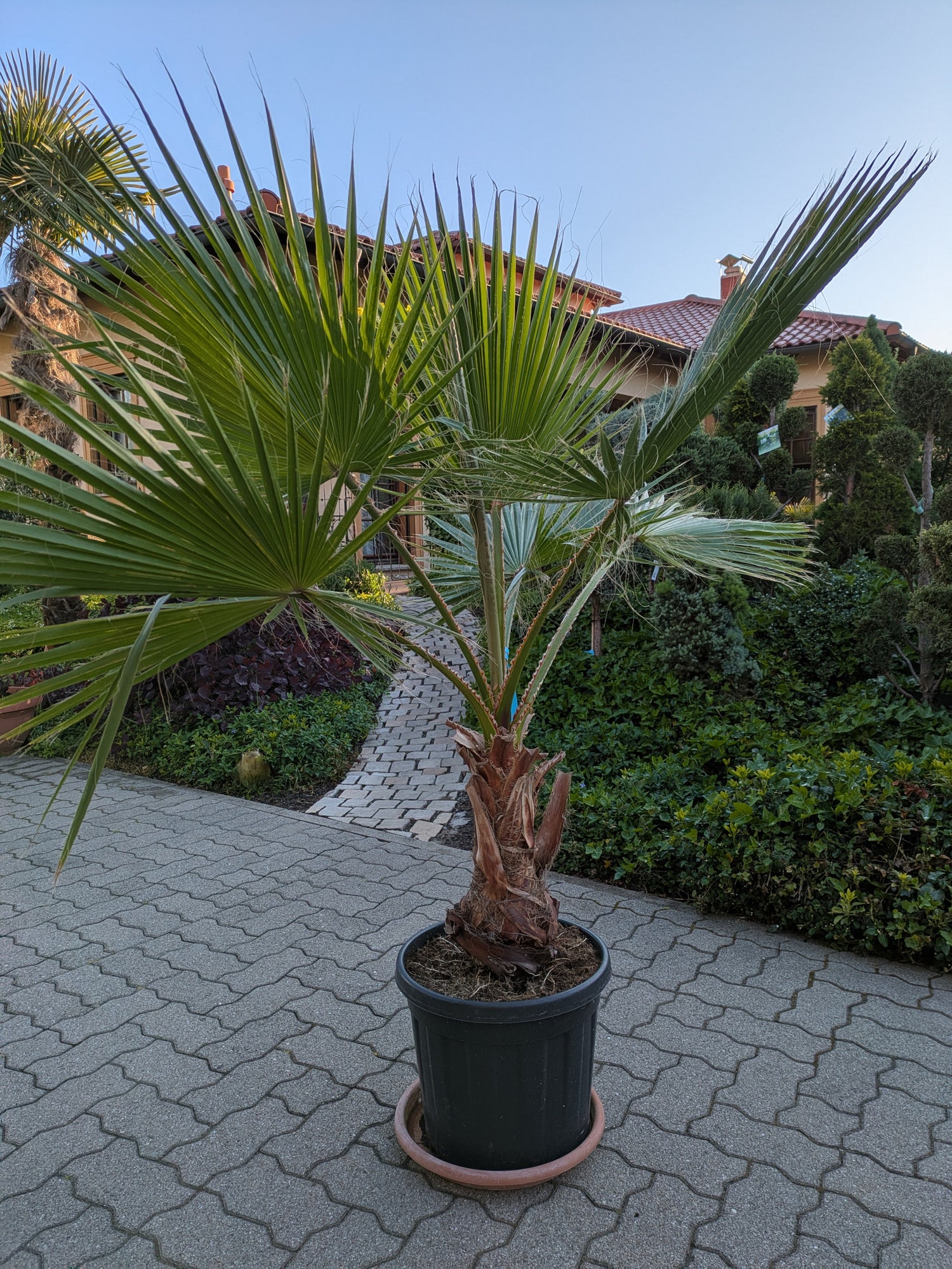 Washingtonia robusta 165cm