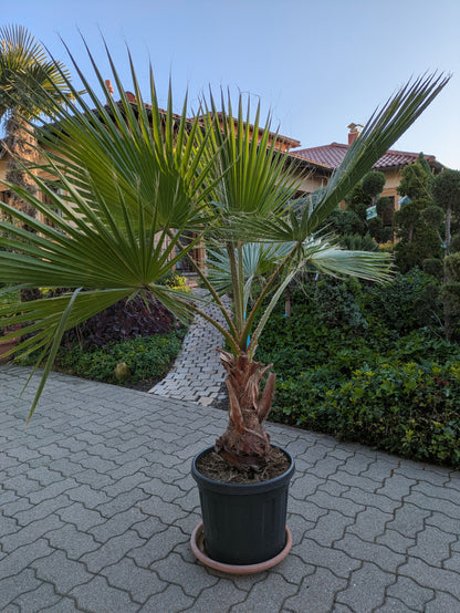 Washingtonia robusta 165cm